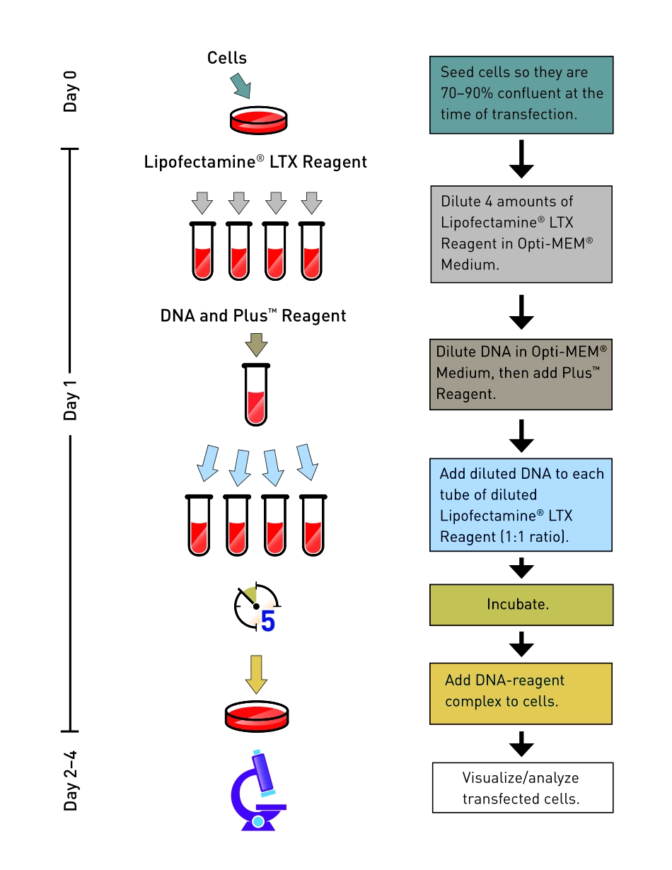 lipofectamineLTX_and_PLUS_man-NEW.pdf_第2页