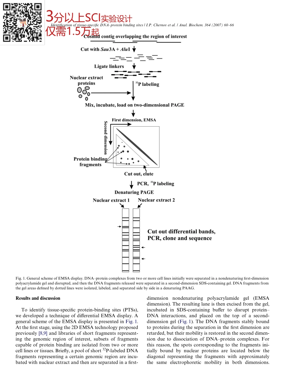 Identification of tissue-specific DNA-protein binding sites by EMSA(2).pdf_第3页