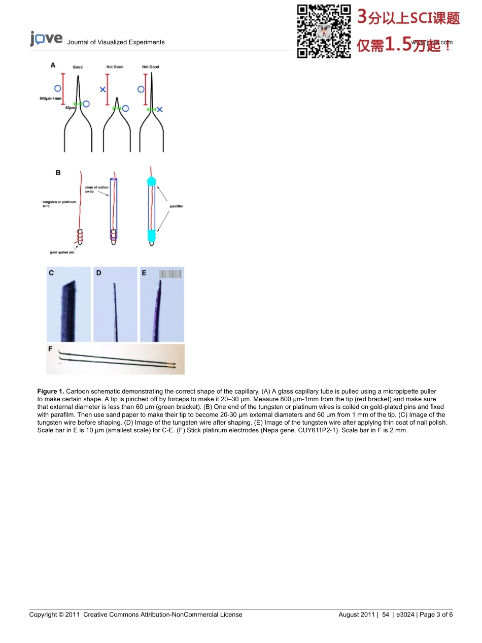 jove-protocol-3024(1).pdf_第3页