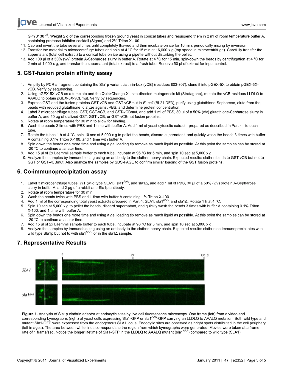 jove-protocol-2352-in-vivo-and-in-vitro-studie.pdf_第3页
