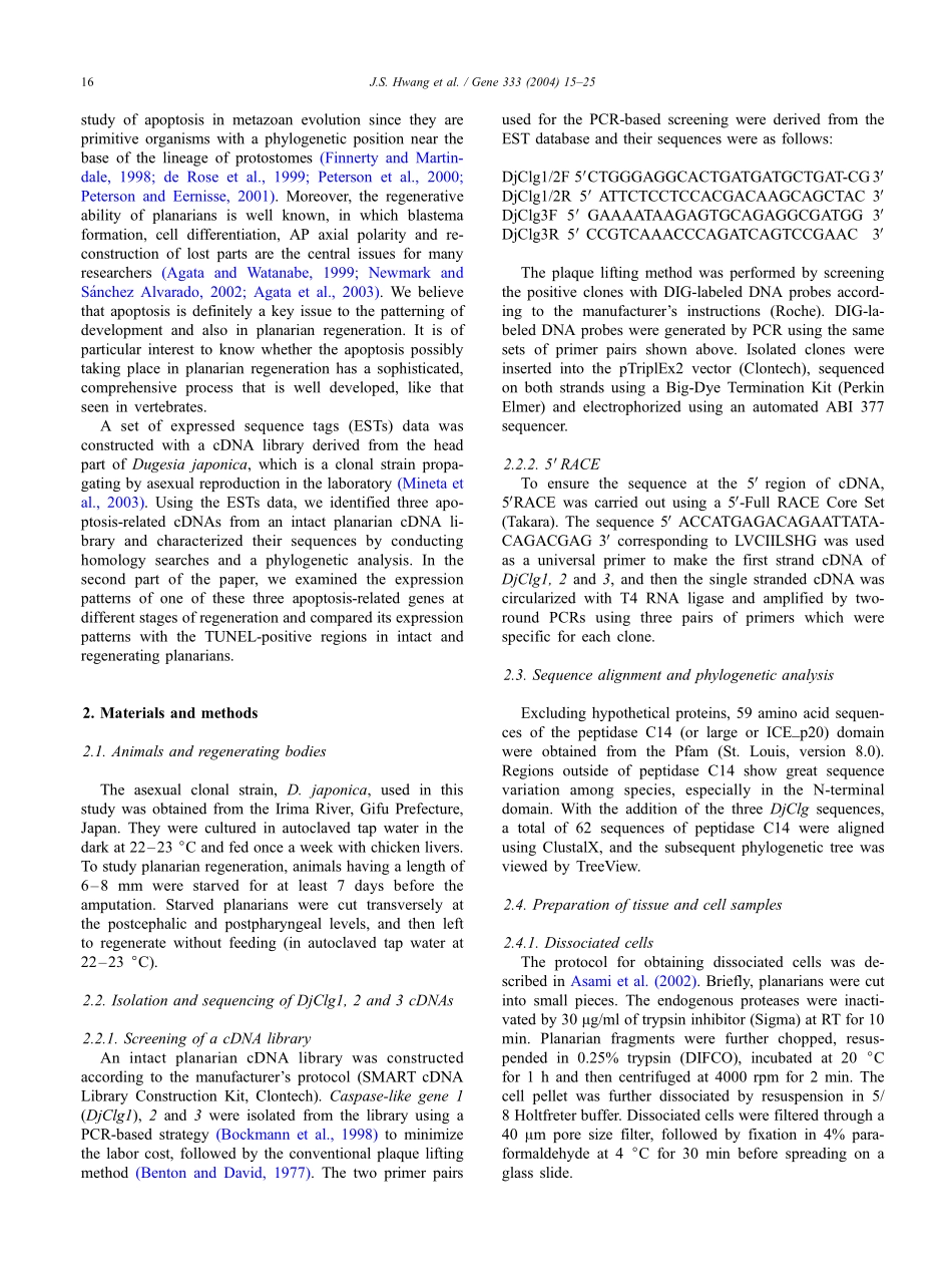 Detection of apoptosis during planarian regeneration and TUNEL assay.pdf_第2页
