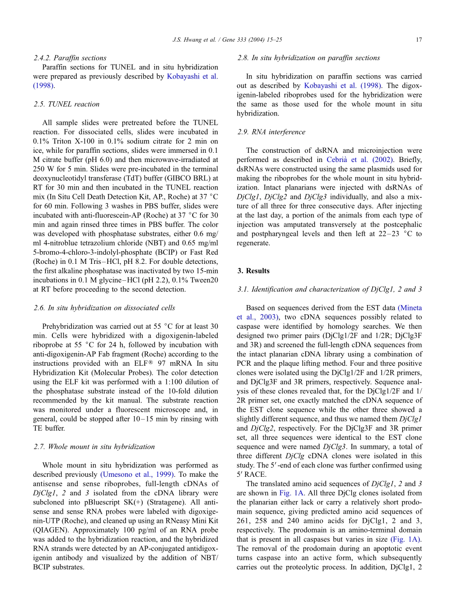 Detection of apoptosis during planarian regeneration and TUNEL assay.pdf_第3页