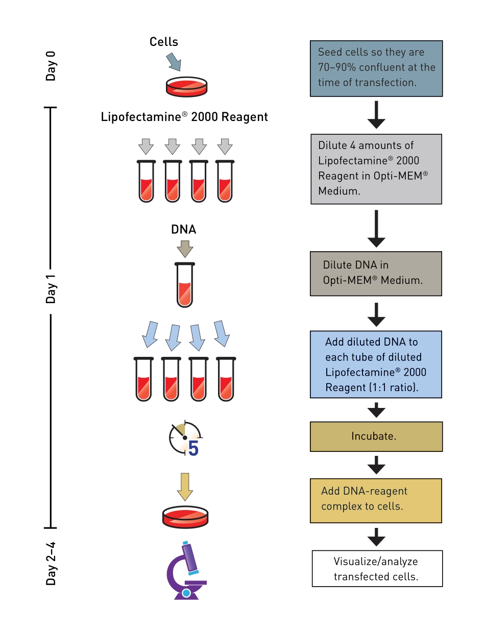 lipofectamine2000_man-New.pdf_第2页