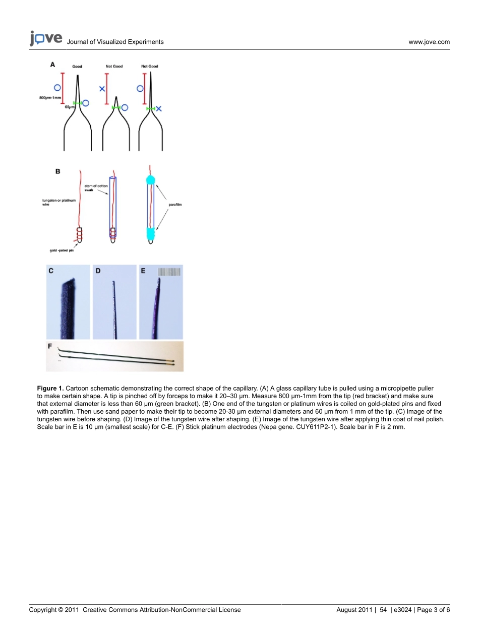 jove-protocol-3024.pdf_第3页