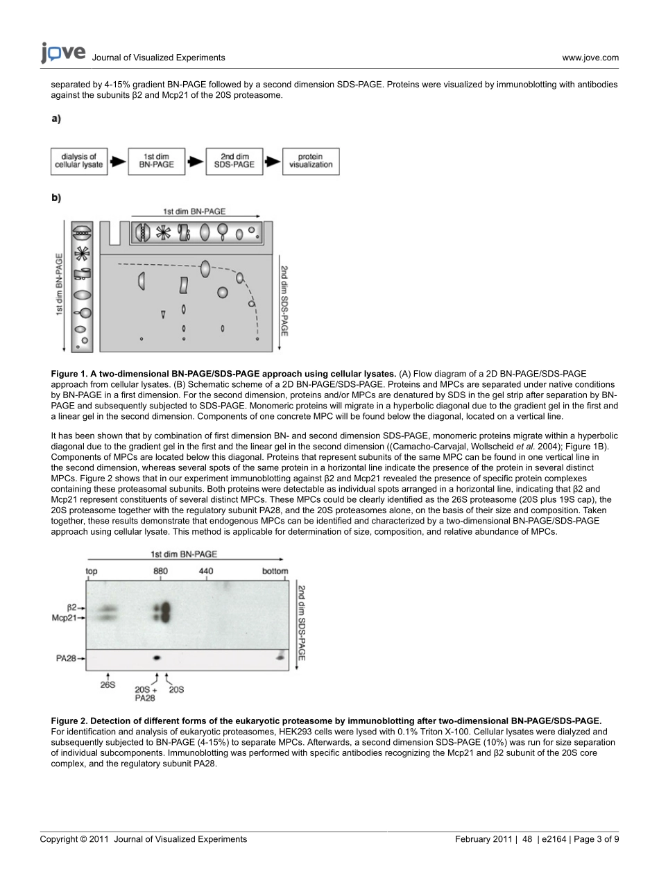 protocol.pdf_第3页