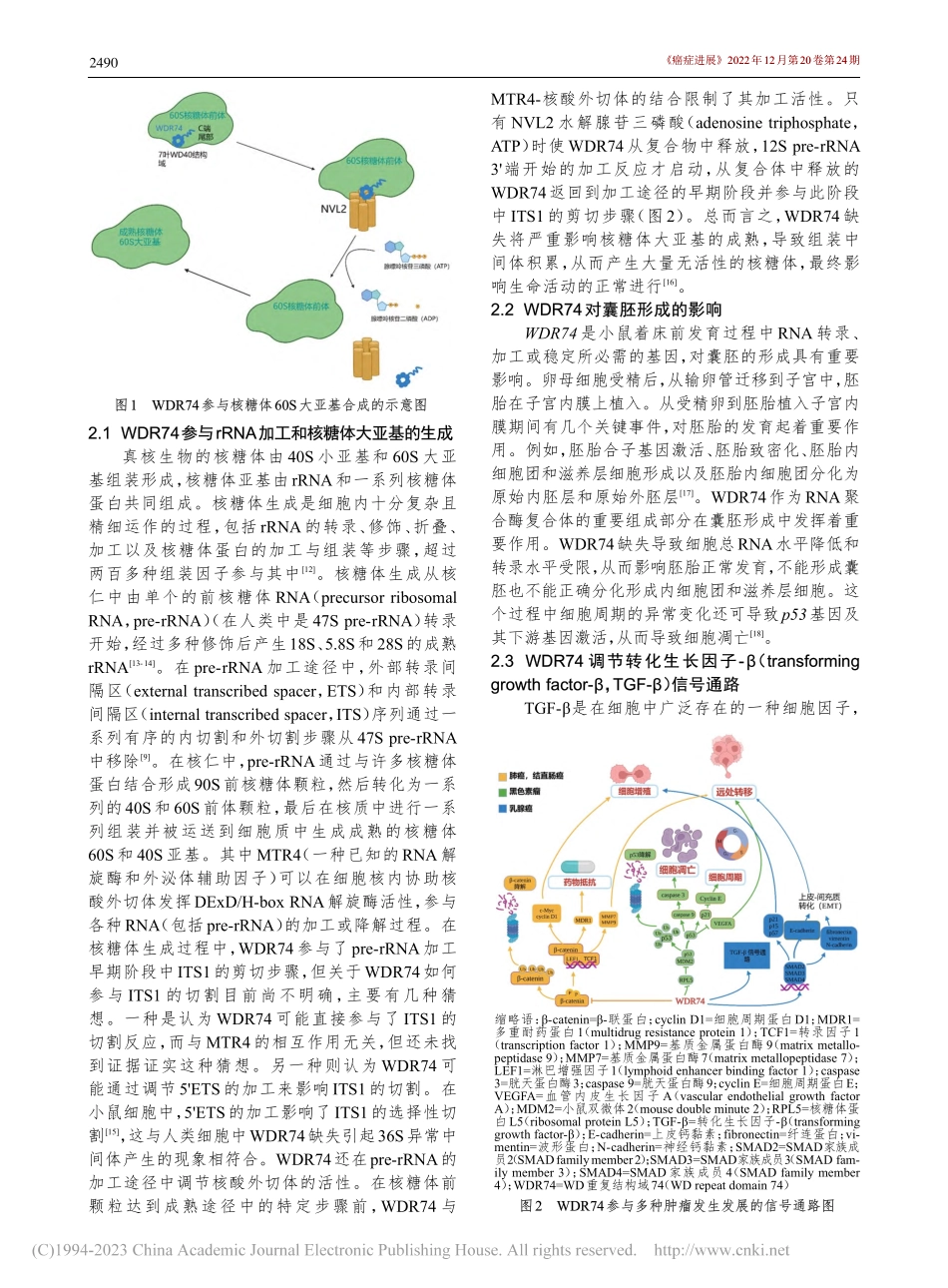 核糖体装配因子WD重复结构...74在恶性肿瘤中的研究进展_刘俏君.pdf_第2页