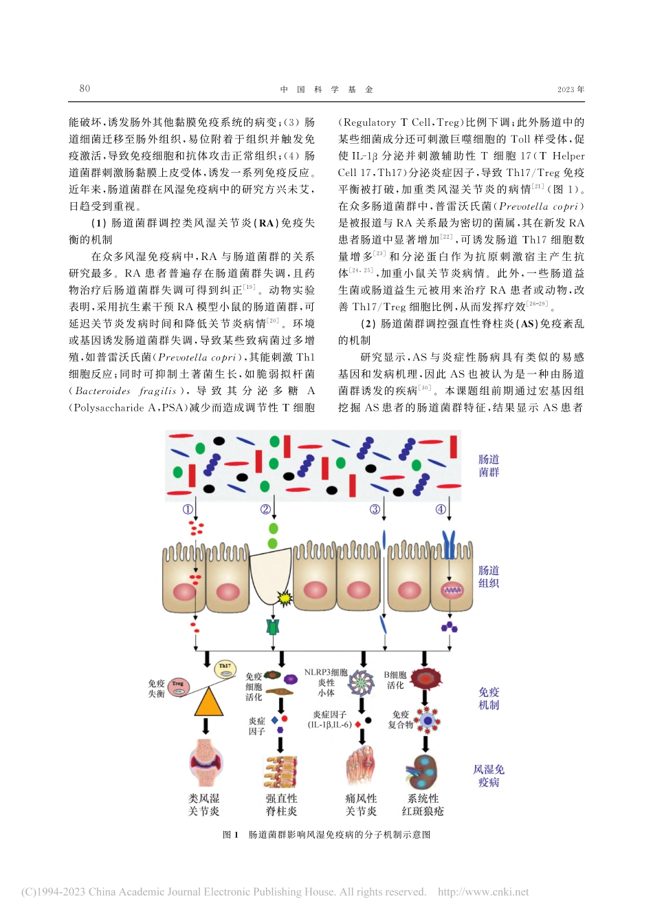 基于“肠道菌群—宿主免疫”...病脾虚湿阻病机的生物学基础_何志兴.pdf_第3页