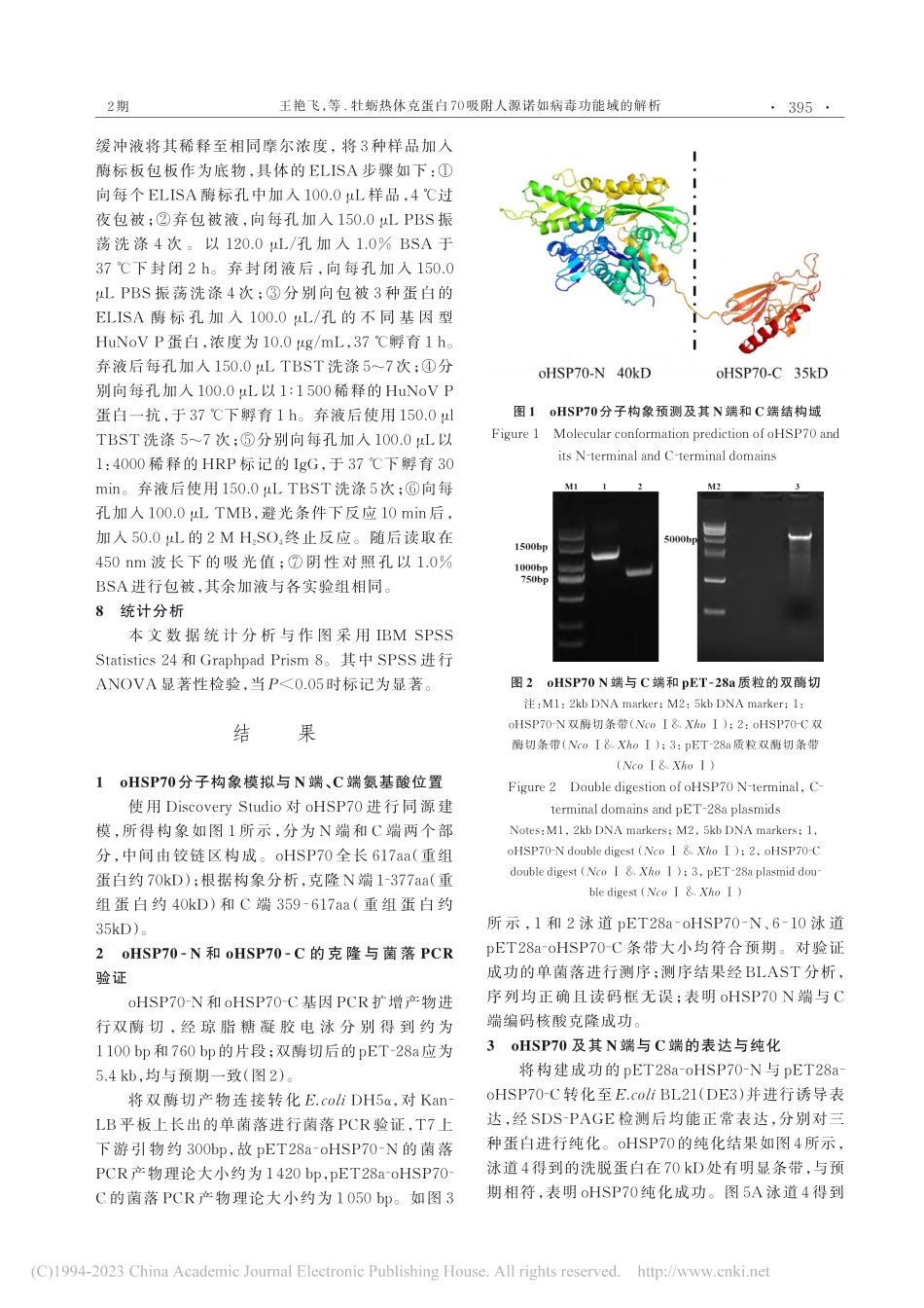 牡蛎热休克蛋白70吸附人源诺如病毒功能域的解析_王艳飞.pdf_第3页