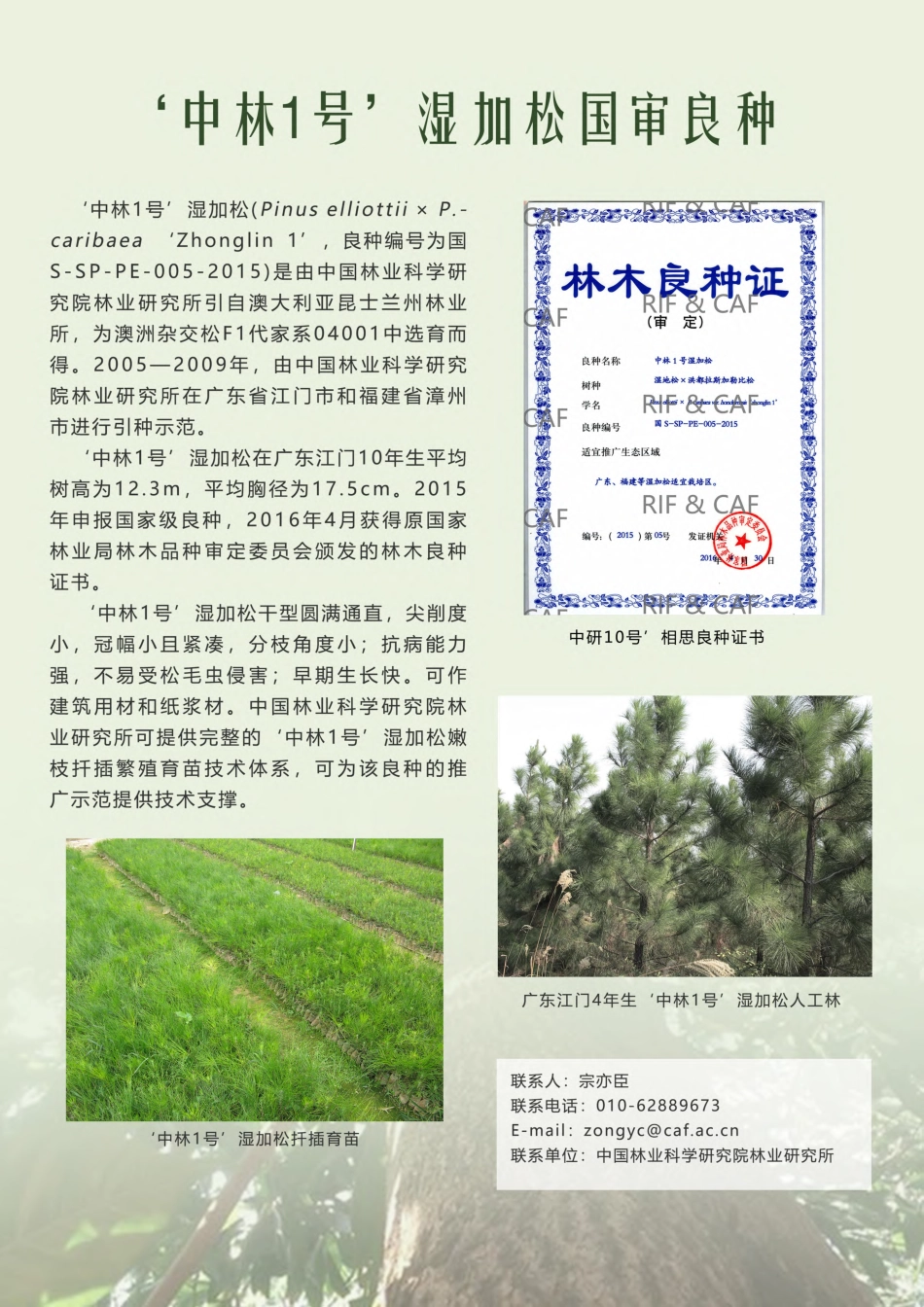 ‘中林1号’湿加松国审良种.pdf_第1页