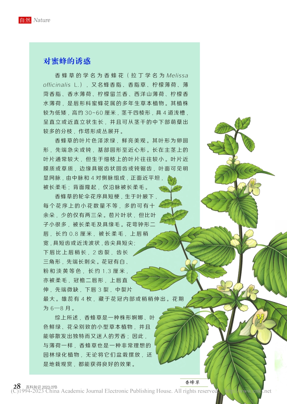 27-33 香蜂草_备受推崇的芳香圣草.pdf_第2页