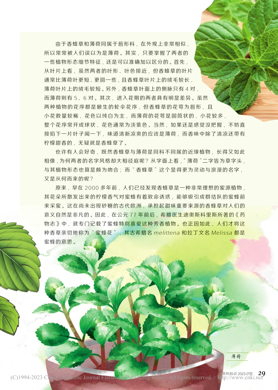 27-33 香蜂草_备受推崇的芳香圣草.pdf_第3页