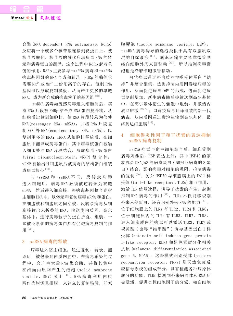 ssRNA病毒侵染宿主细胞与细胞抗病毒作用的研究进展_谢春芳.pdf_第3页