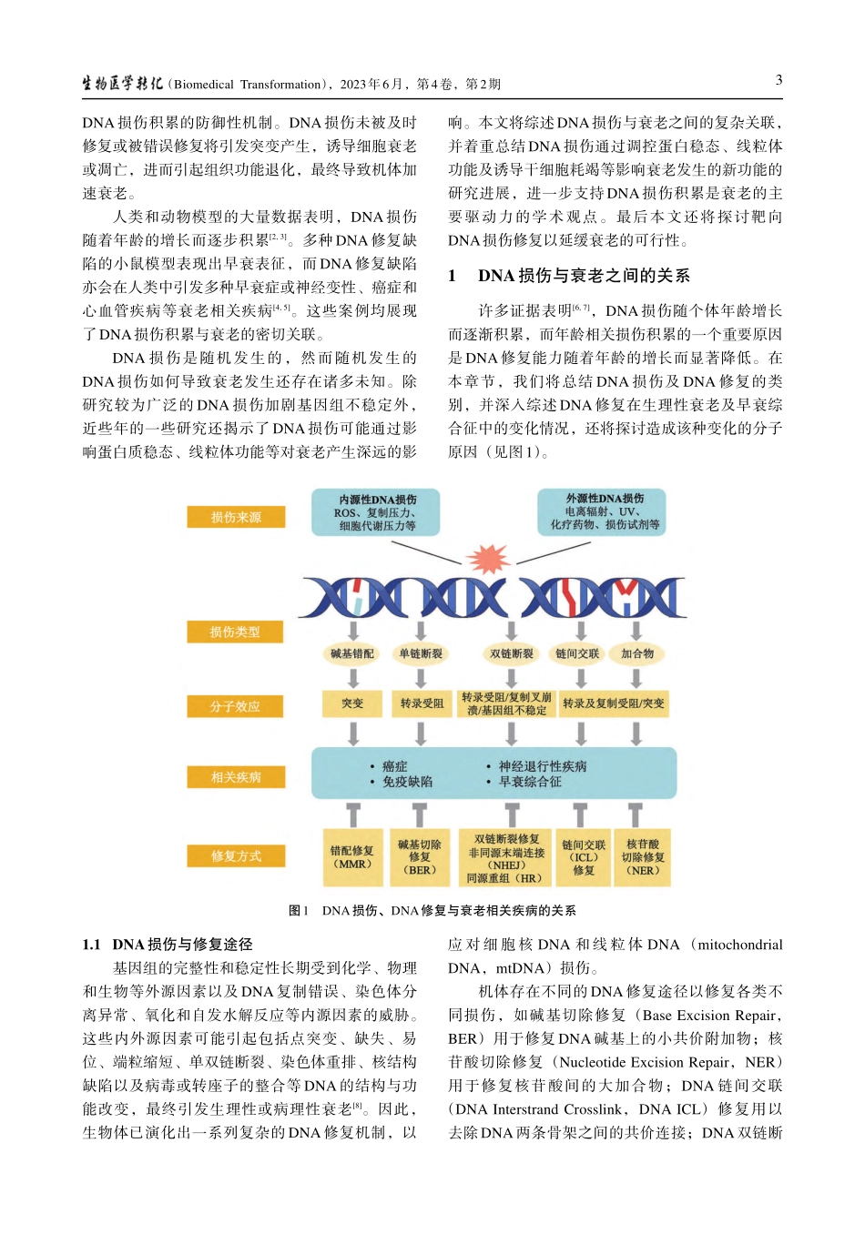 靶向DNA损伤修复延缓衰老的研究进展_张伟娜_.pdf_第2页