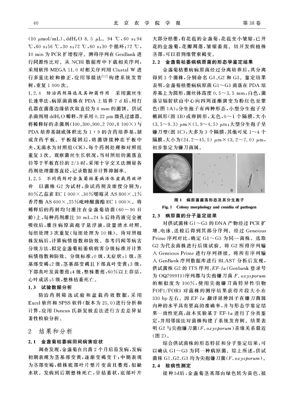 金盏菊枯萎病病原鉴定及防治药剂筛选.pdf_第3页