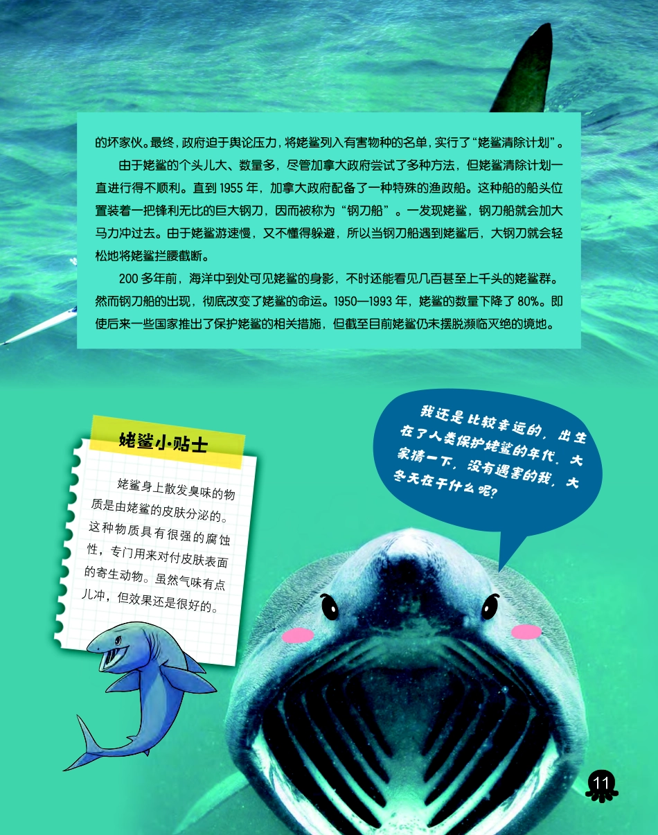 姥鲨：温柔的巨型鲨鱼.pdf_第2页
