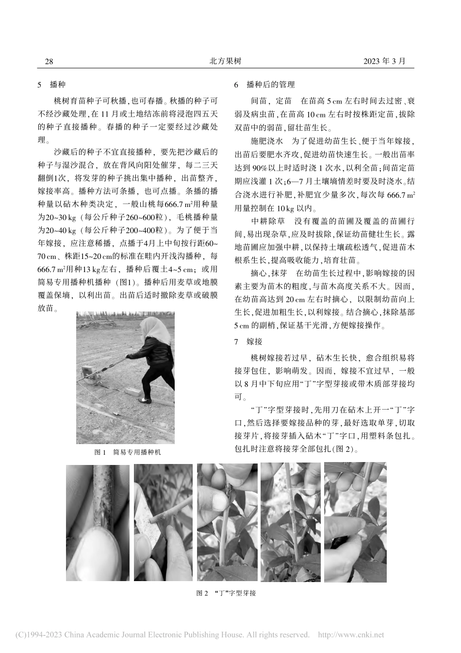 灵台县桃树良种壮苗嫁接繁育技术_曹亚琦.pdf_第2页