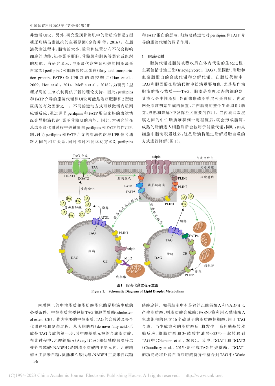 运动以Perilipins...脂滴代谢与UPR的调控作用_金海秀.pdf_第2页