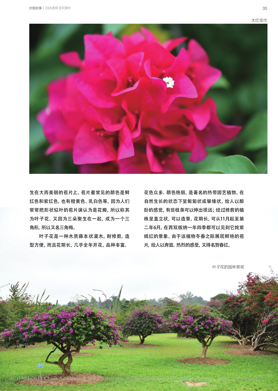叶子花_文彬.pdf_第2页
