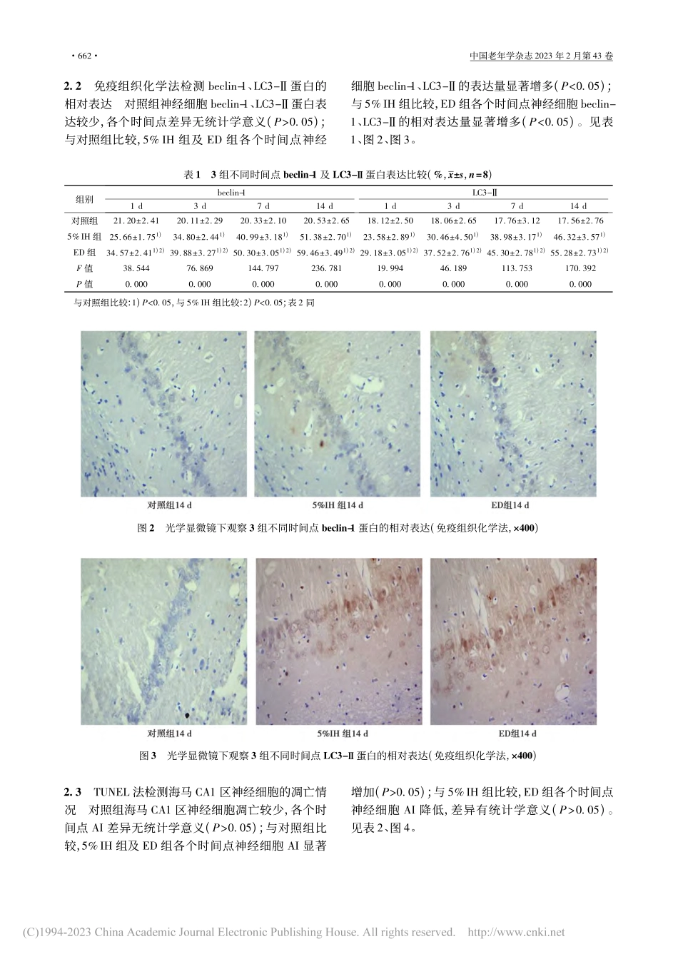 依达拉奉对间歇低氧损伤后大鼠脑组织自噬及凋亡的影响_王玲.pdf_第3页