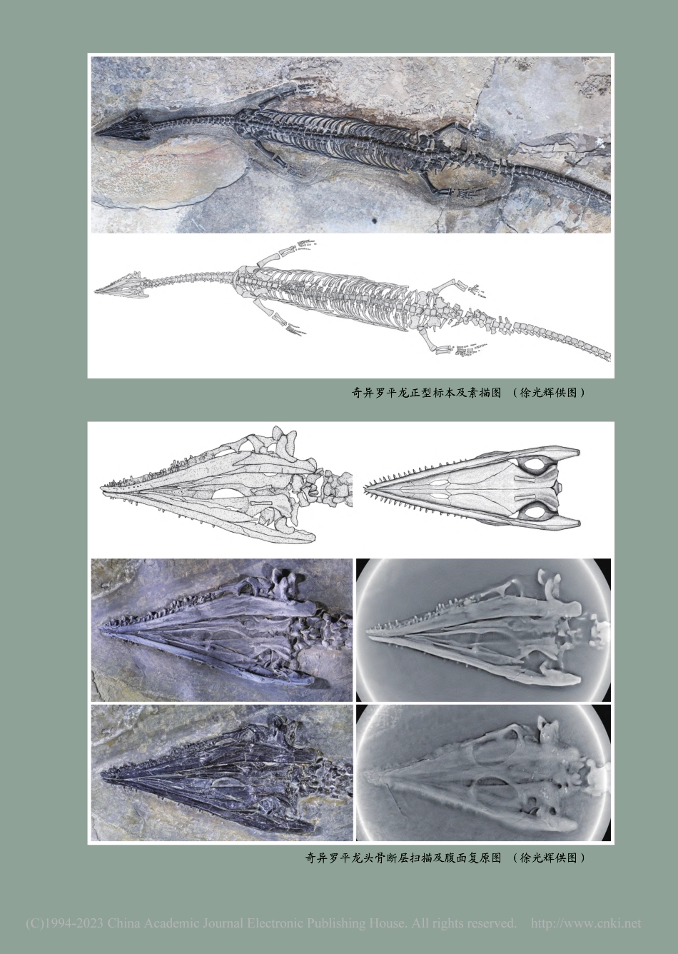 我国云南发现最早的多指节型鳍龙类新属种_徐光辉.pdf_第3页