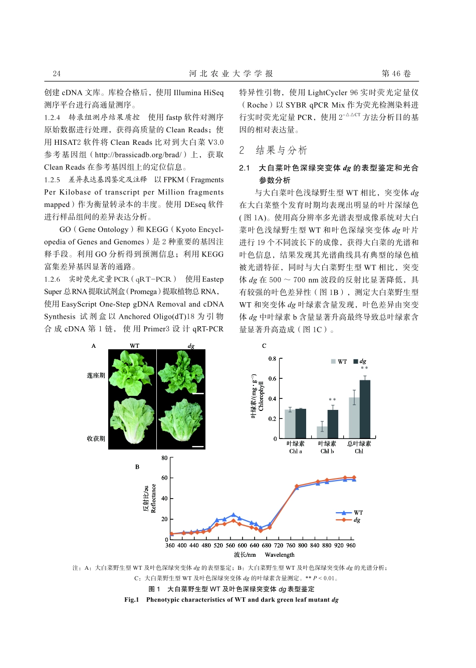 大白菜叶色深绿突变体 dg 的转录组差异表达调控分析.pdf_第3页