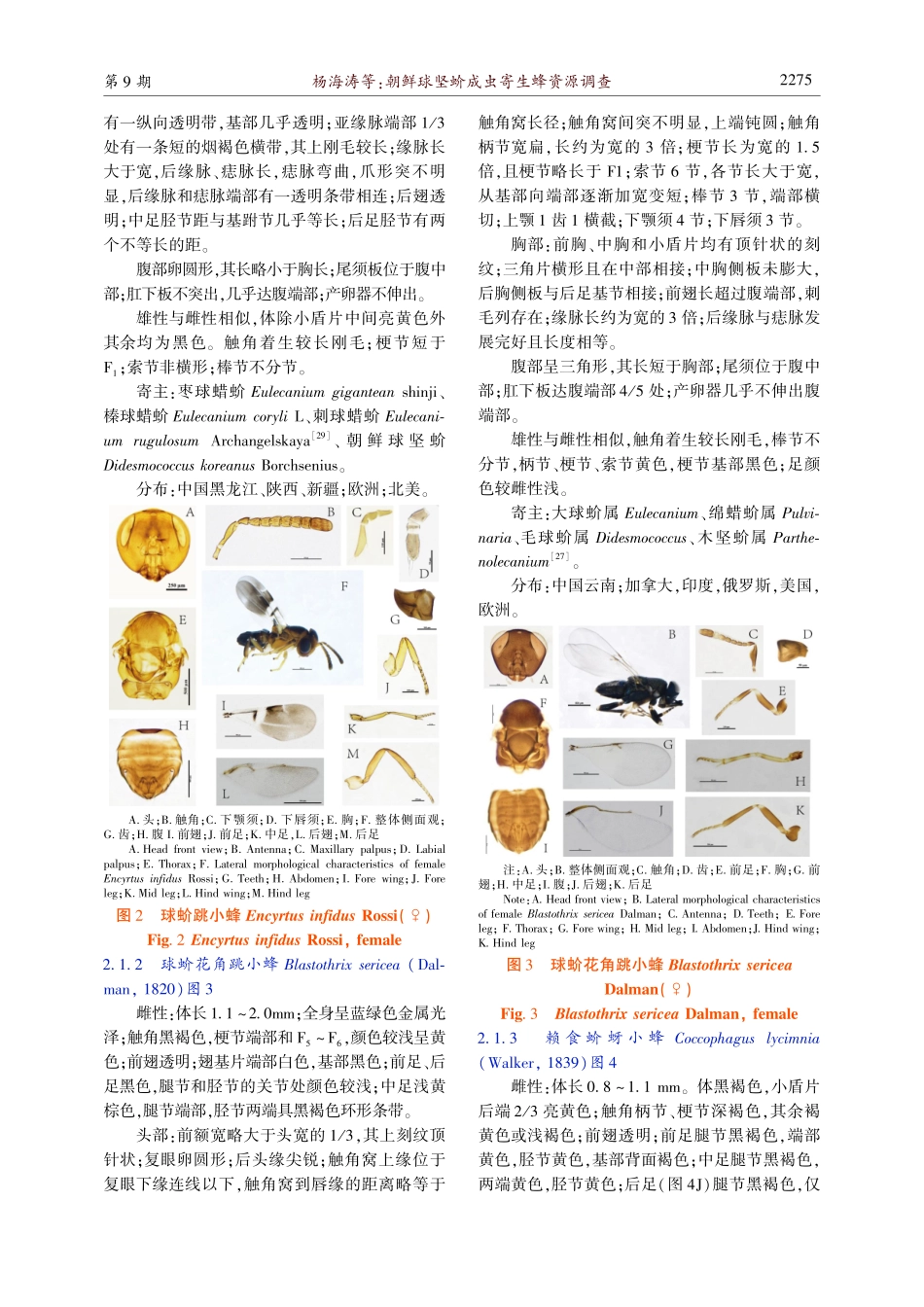 朝鲜球坚蚧成虫寄生蜂资源调查.pdf_第3页