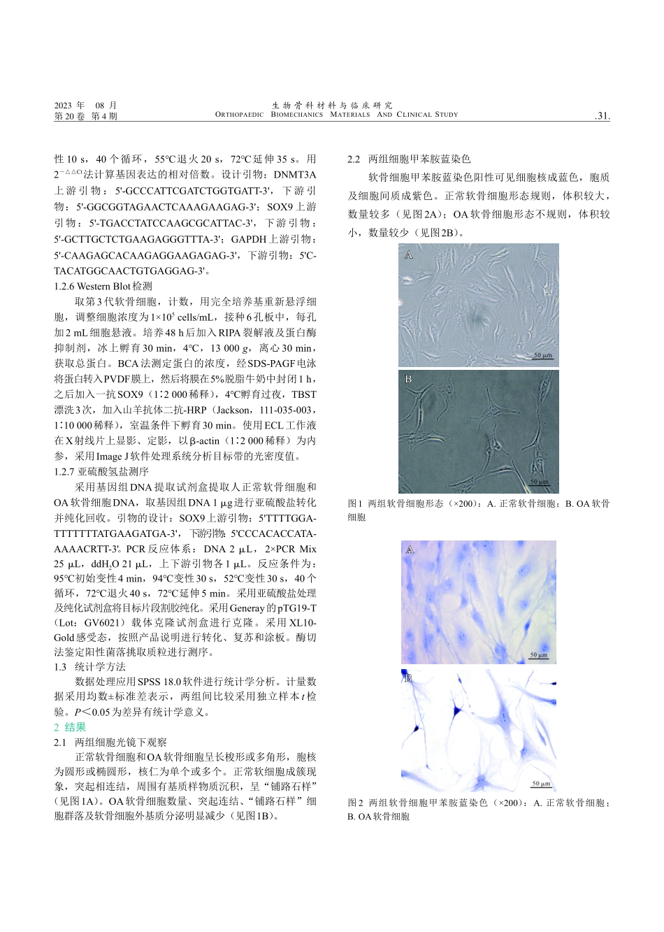 DNMT3A对骨关节炎软骨细胞SOX9基因DNA甲基化修饰的影响.pdf_第3页