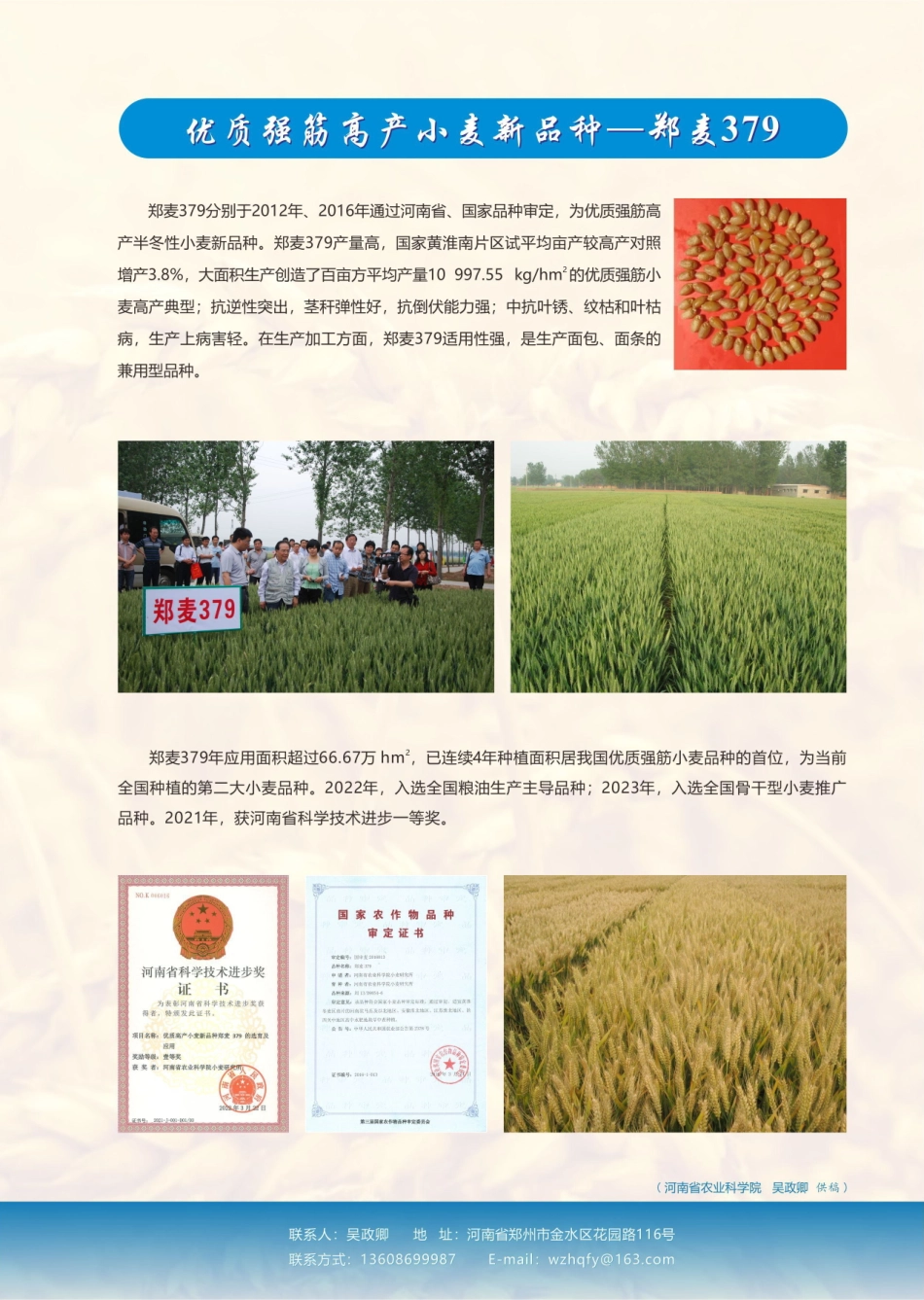 “农”墨重彩结硕果 农业科技谱新篇 河南省农业科学院小麦丰产优质育种创新团队.pdf_第2页