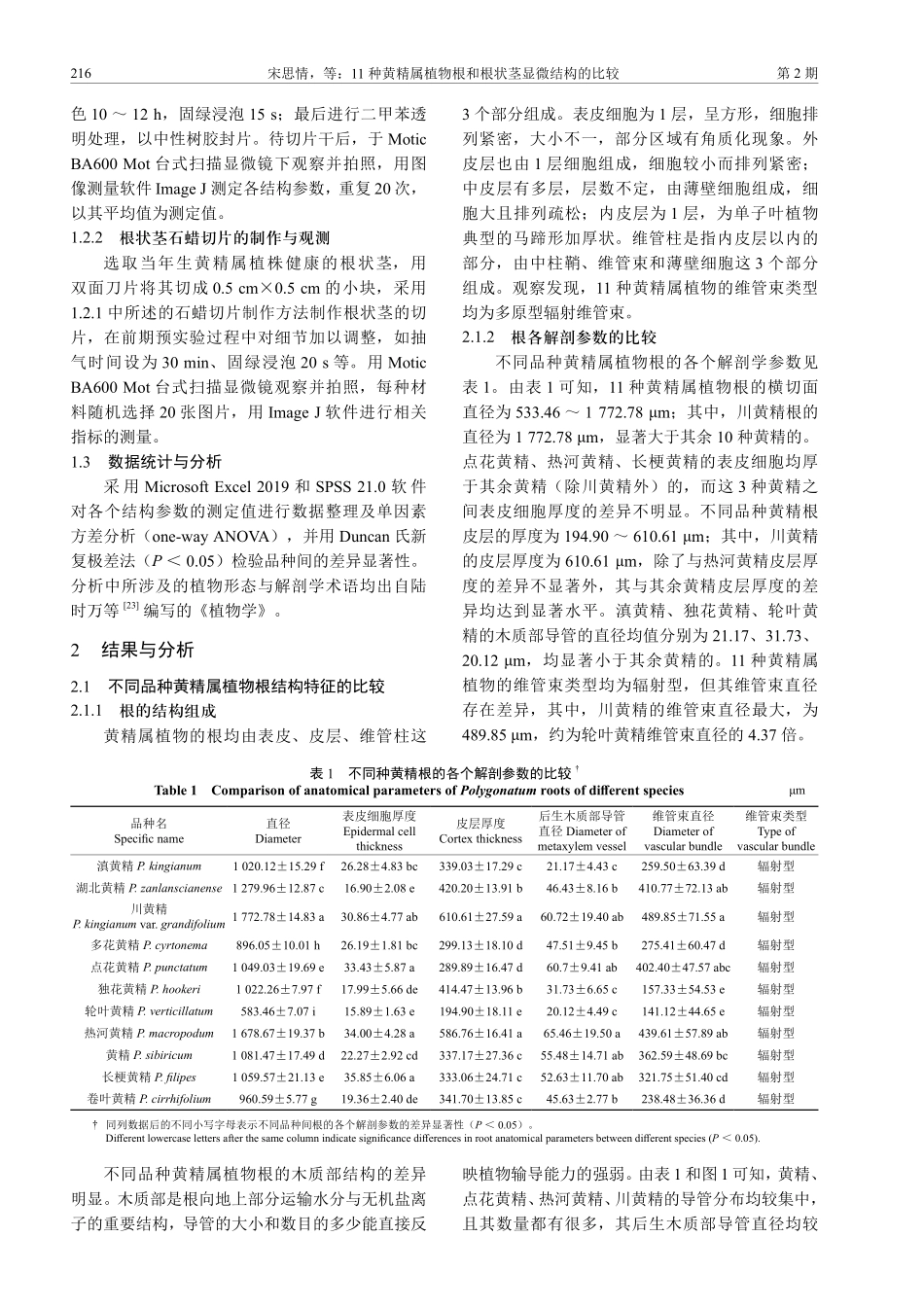 11种黄精属植物根和根状茎显微结构的比较.pdf_第3页