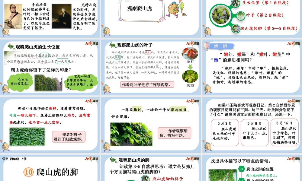 10 爬山虎的脚【新课标版】.pptx