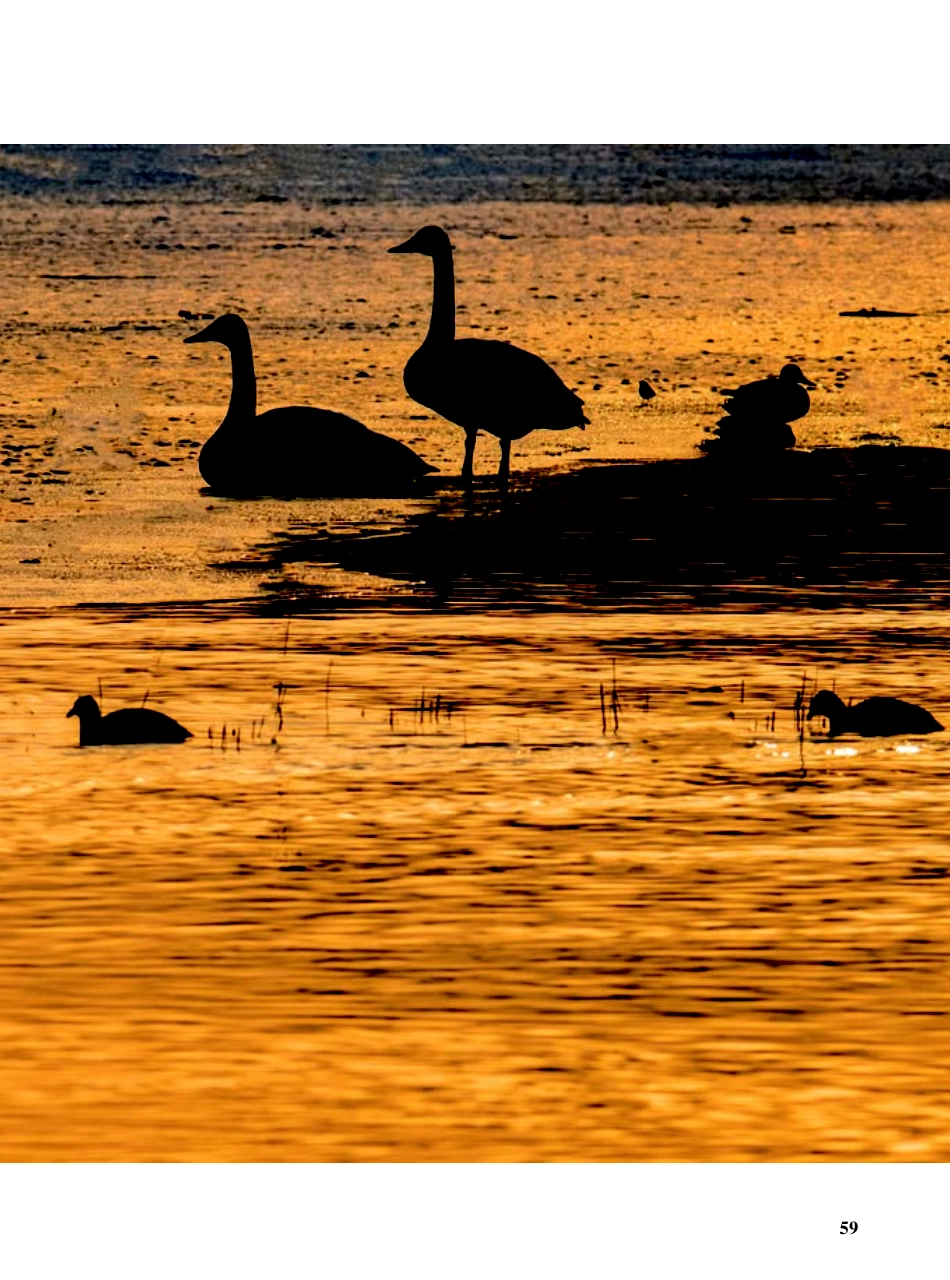 阿克苏 国家湿地公园好风光.pdf_第2页