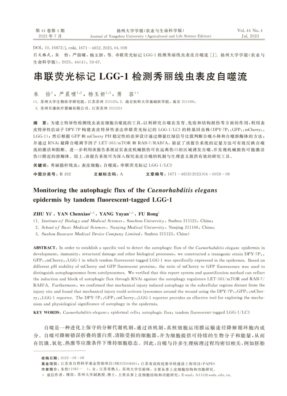 串联荧光标记LGG-1检测秀丽线虫表皮自噬流.pdf_第1页