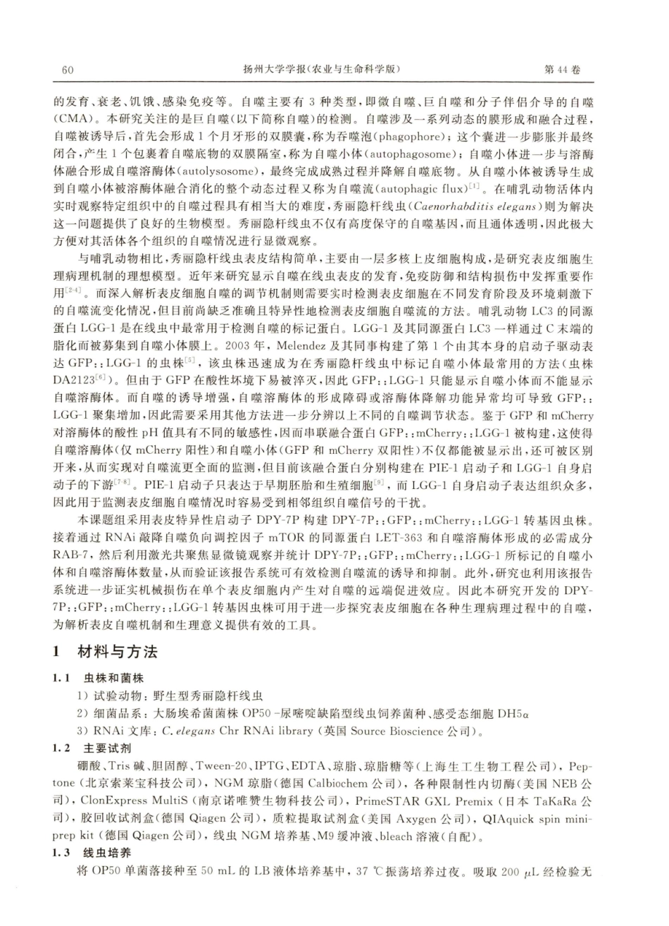 串联荧光标记LGG-1检测秀丽线虫表皮自噬流.pdf_第2页