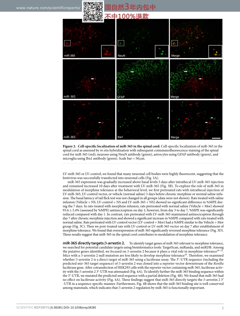 miRNA文献案例1.pdf_第3页