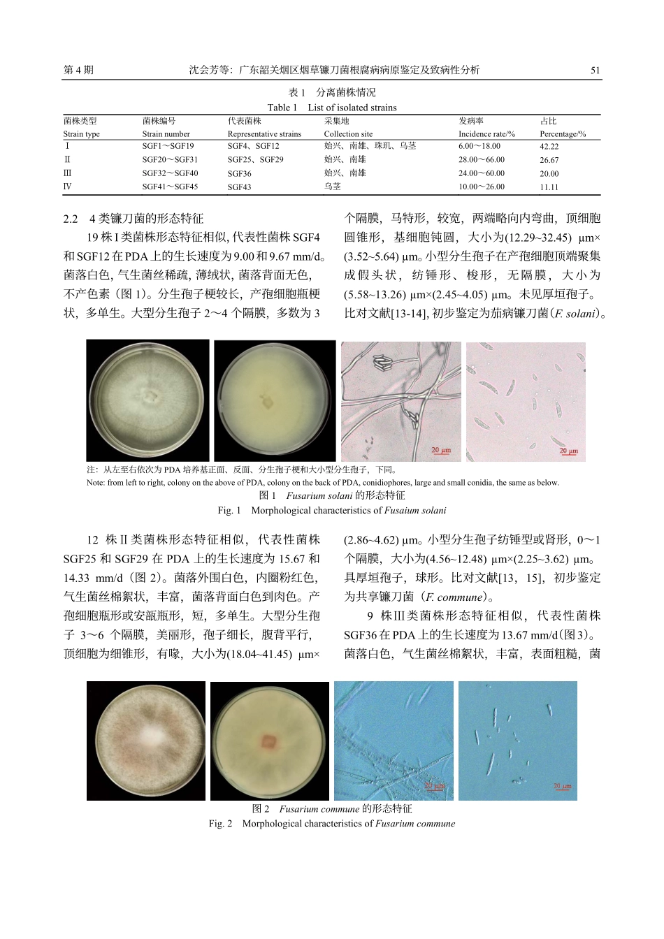 广东韶关烟区烟草镰刀菌根腐病病原鉴定及致病性分析.pdf_第3页