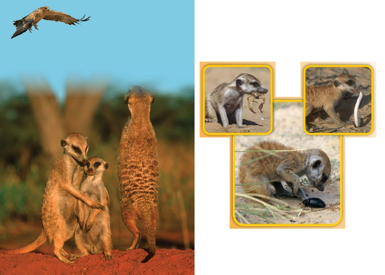 Retelling Cards- Meerkat Family.pdf_第3页
