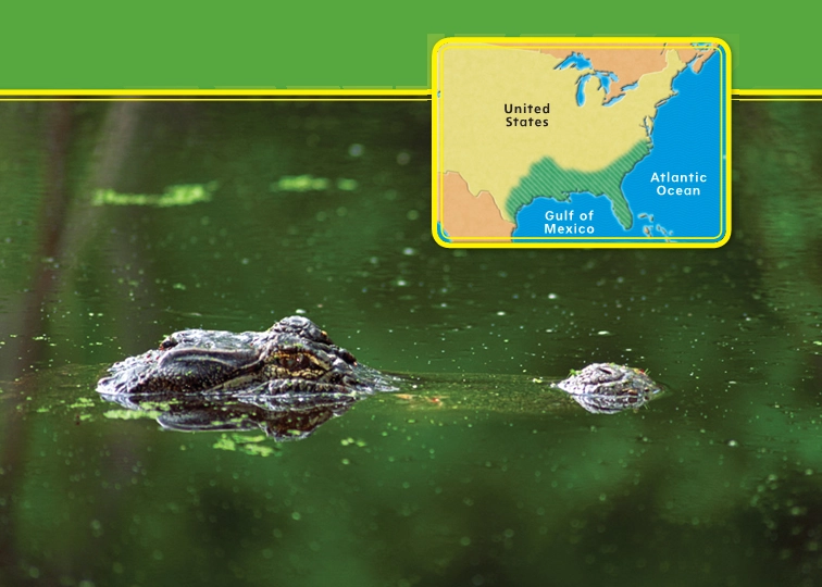 Retelling Cards-Go, Gator!.pdf_第1页