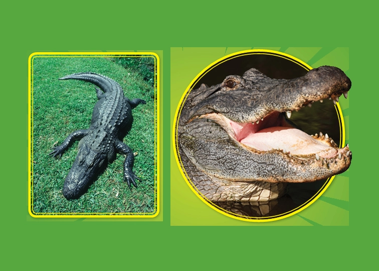 Retelling Cards-Go, Gator!.pdf_第3页