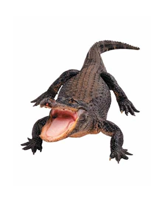 G1级 Photo Card卡片.pdf_第1页