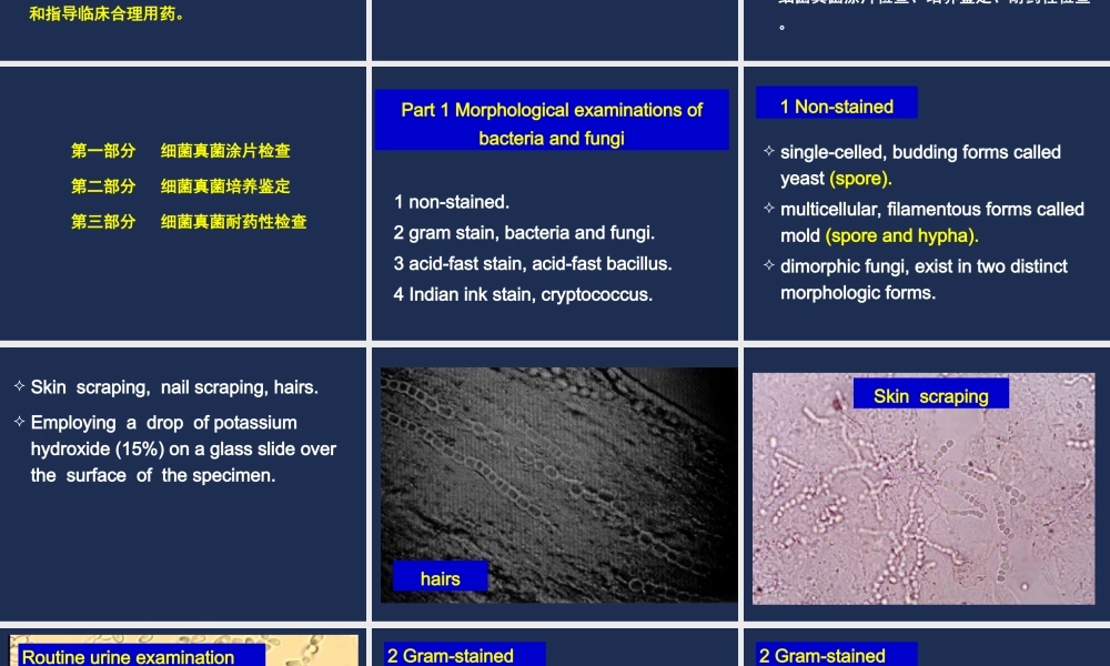 c1临床微生物检查(1).ppt