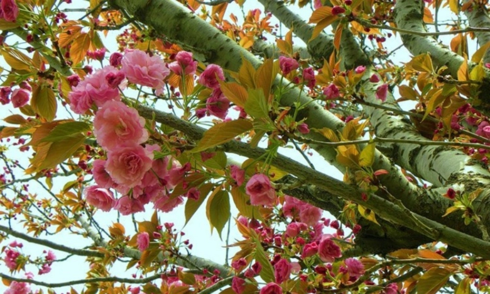 新人教版八年级物理下册第九章第三节大气压强课件.ppt