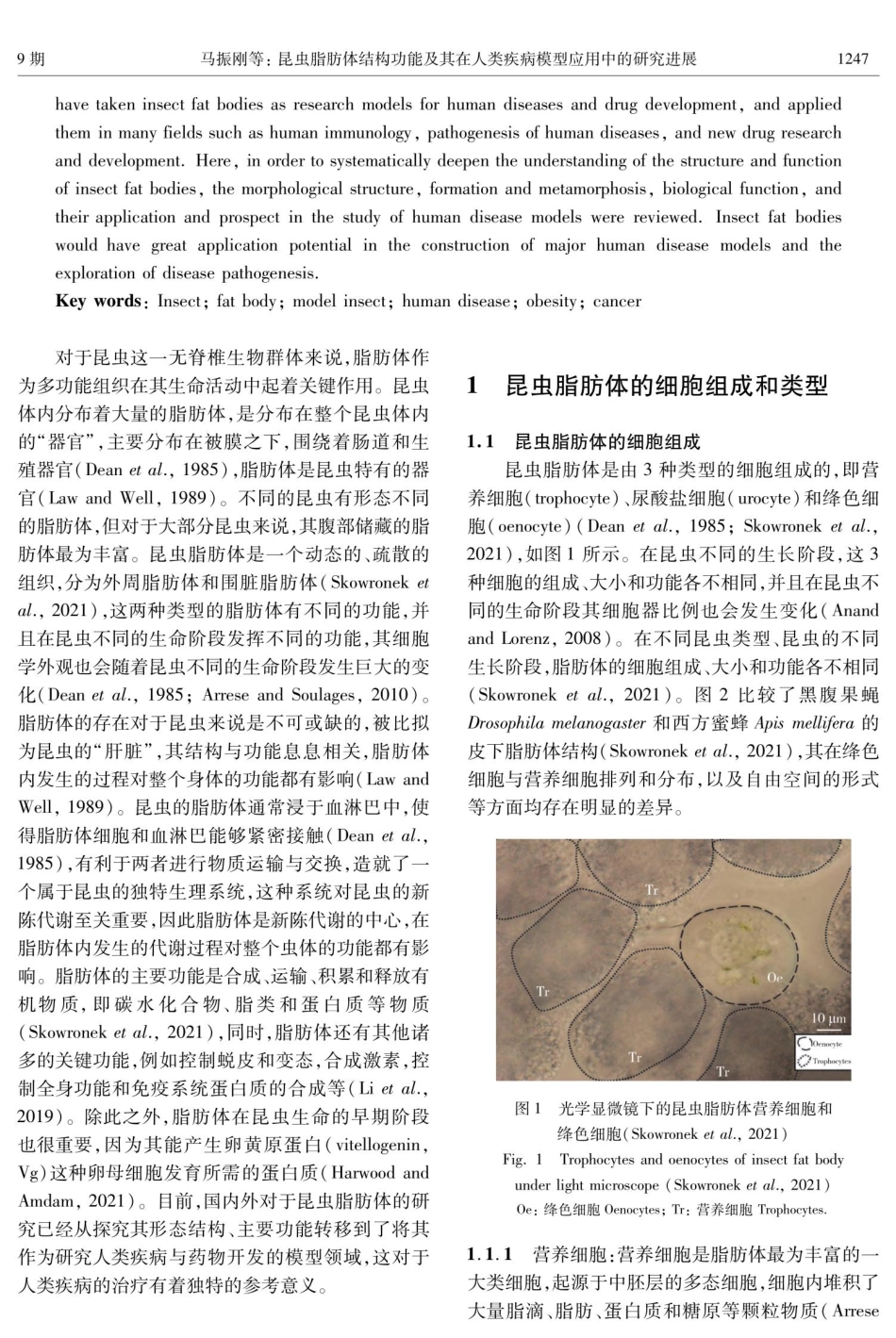 昆虫脂肪体结构功能及其在人类疾病模型应用中的研究进展.pdf_第2页