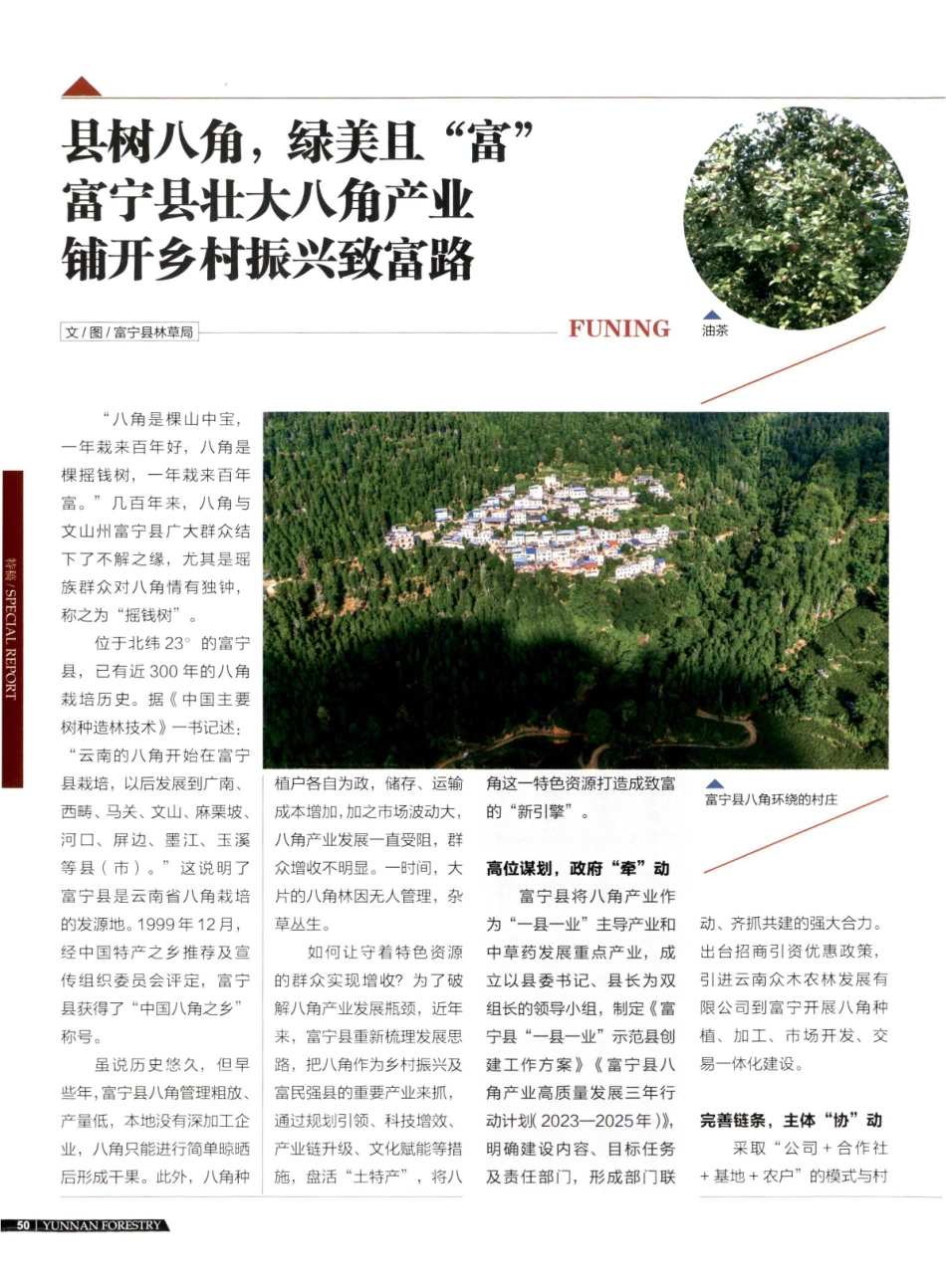 县树八角%2C绿美且“富” 富宁县壮大八角产业铺开乡村振兴致富路.pdf_第1页