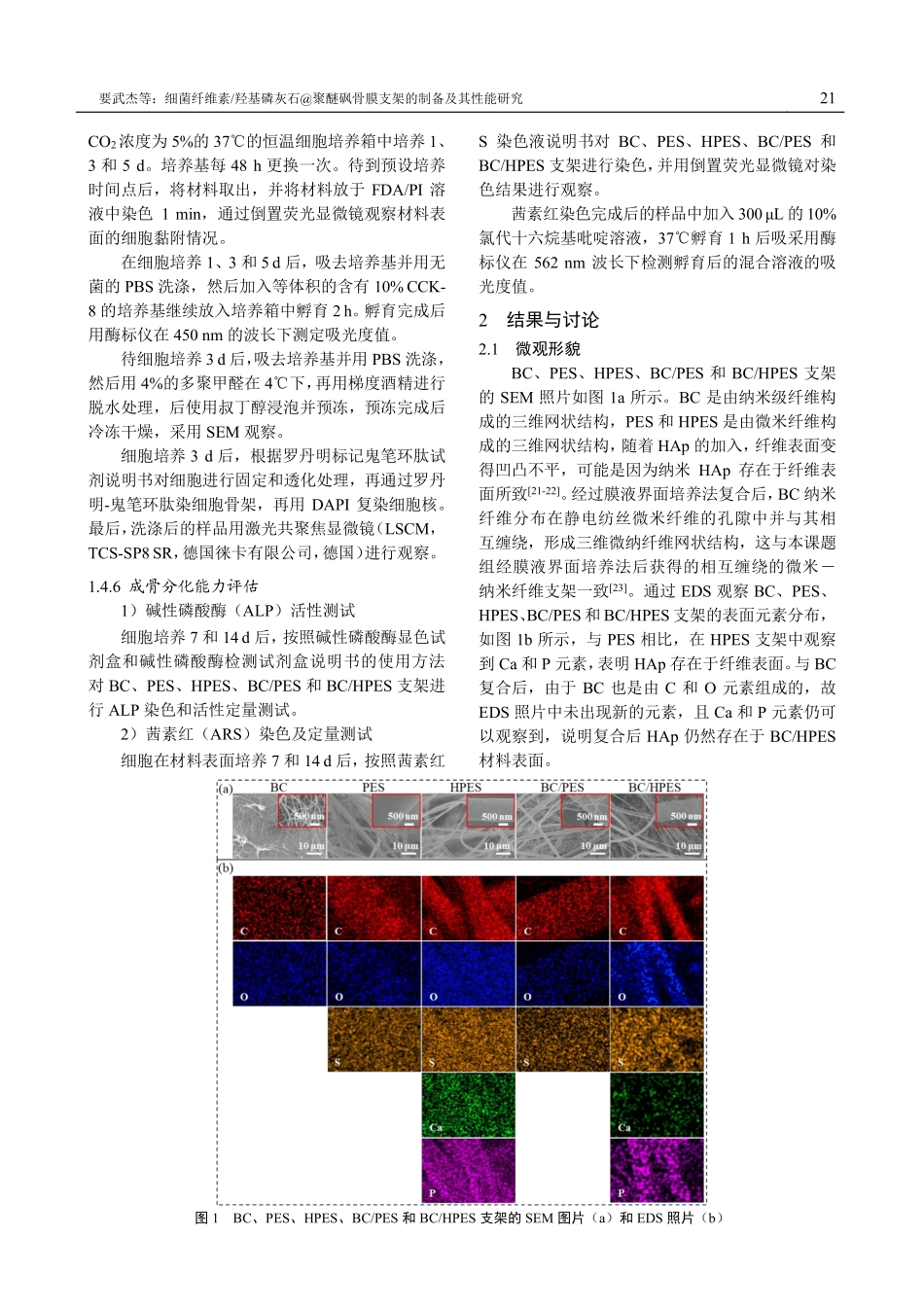 细菌纤维素_羟基磷灰石%40聚醚砜骨膜支架的制备及其性能研究.pdf_第3页