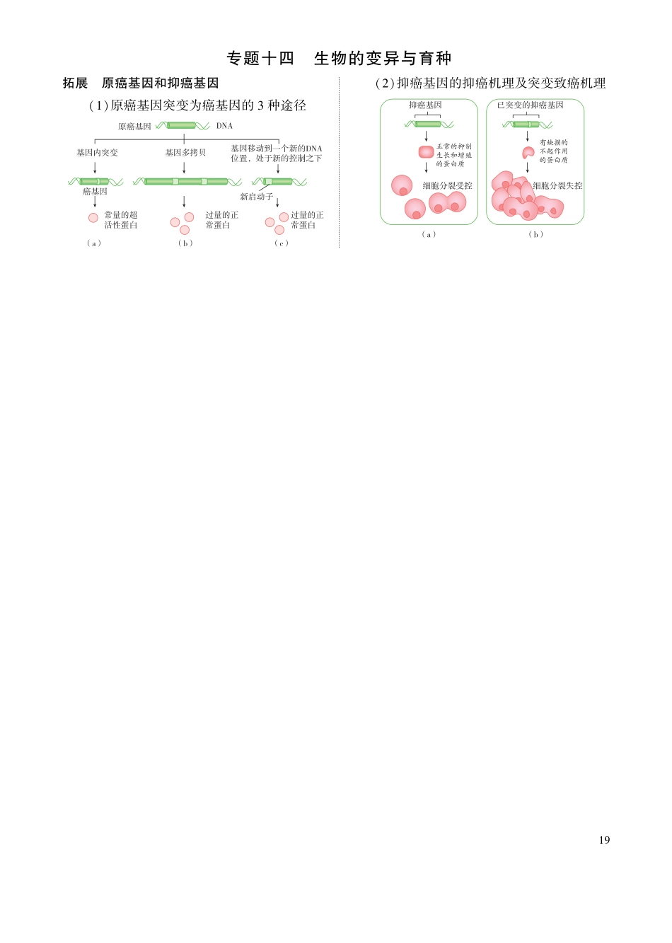 1_专题十四 生物的变异与育种 拓展.pdf_第1页