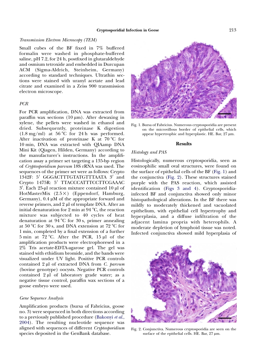 Cryptosporidium Infection in Domestic GeeseDetected by In-situ Hybridization(1).pdf_第3页