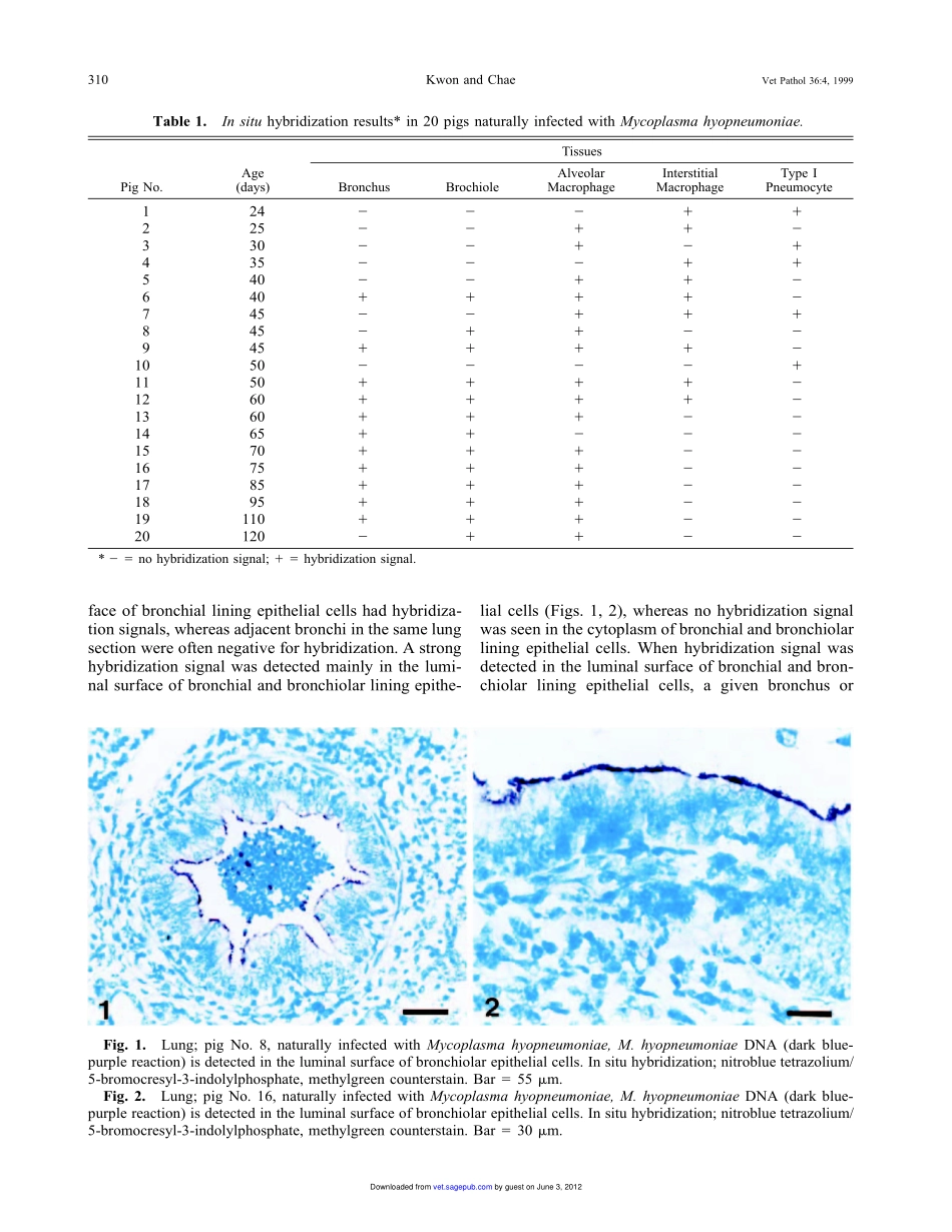 Detection and Localization of DNAby ISH Using a Digoxigenin-labeled Probe(1).pdf_第3页