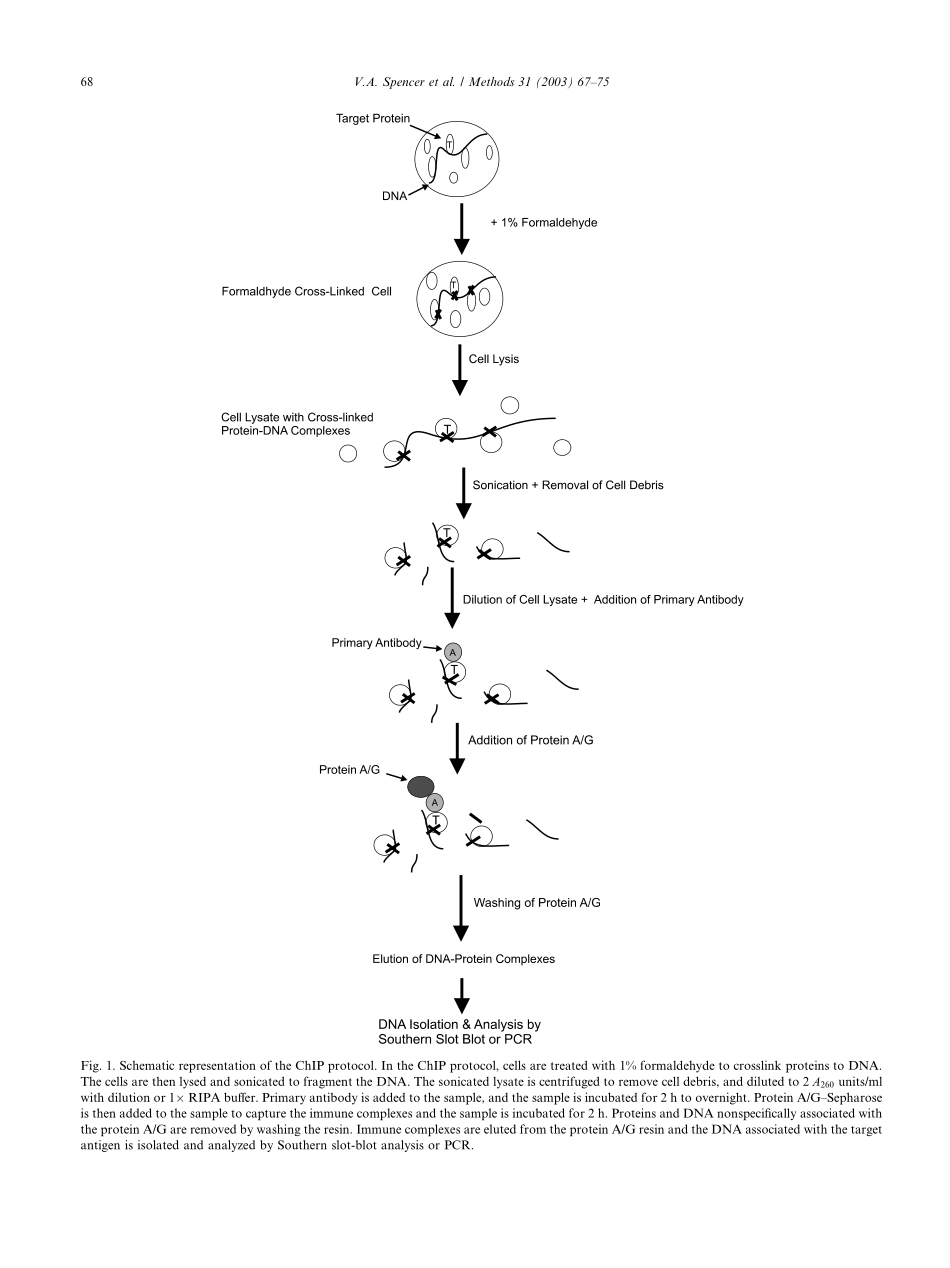 ChIP-a tool for studying histone acetylation and transcription factor binding(1).pdf_第2页