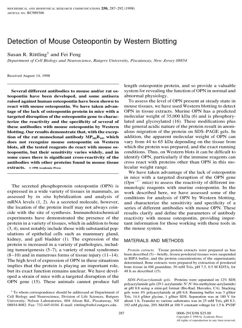 Detection of Mouse Osteopontin by Western Blotting(1).pdf_第1页