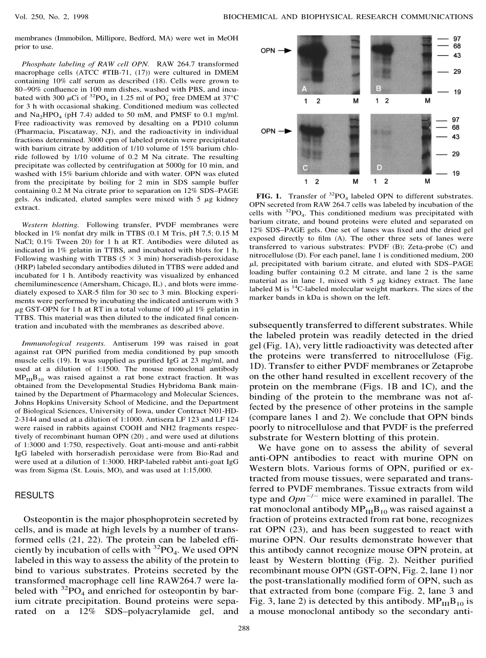 Detection of Mouse Osteopontin by Western Blotting(1).pdf_第2页